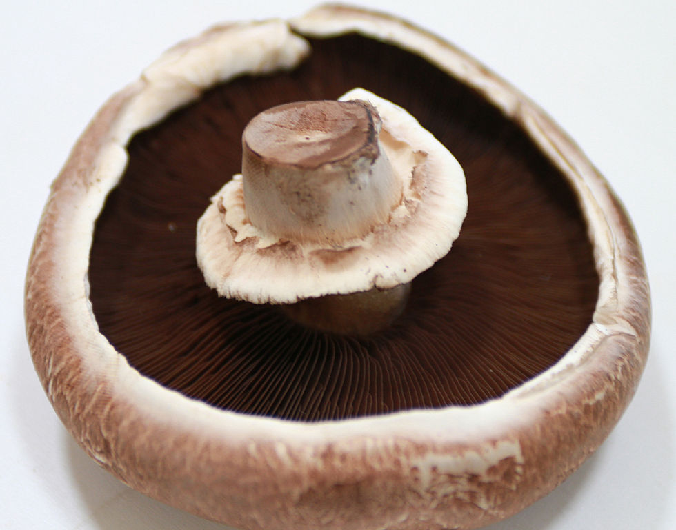 Raw portabella mushroom