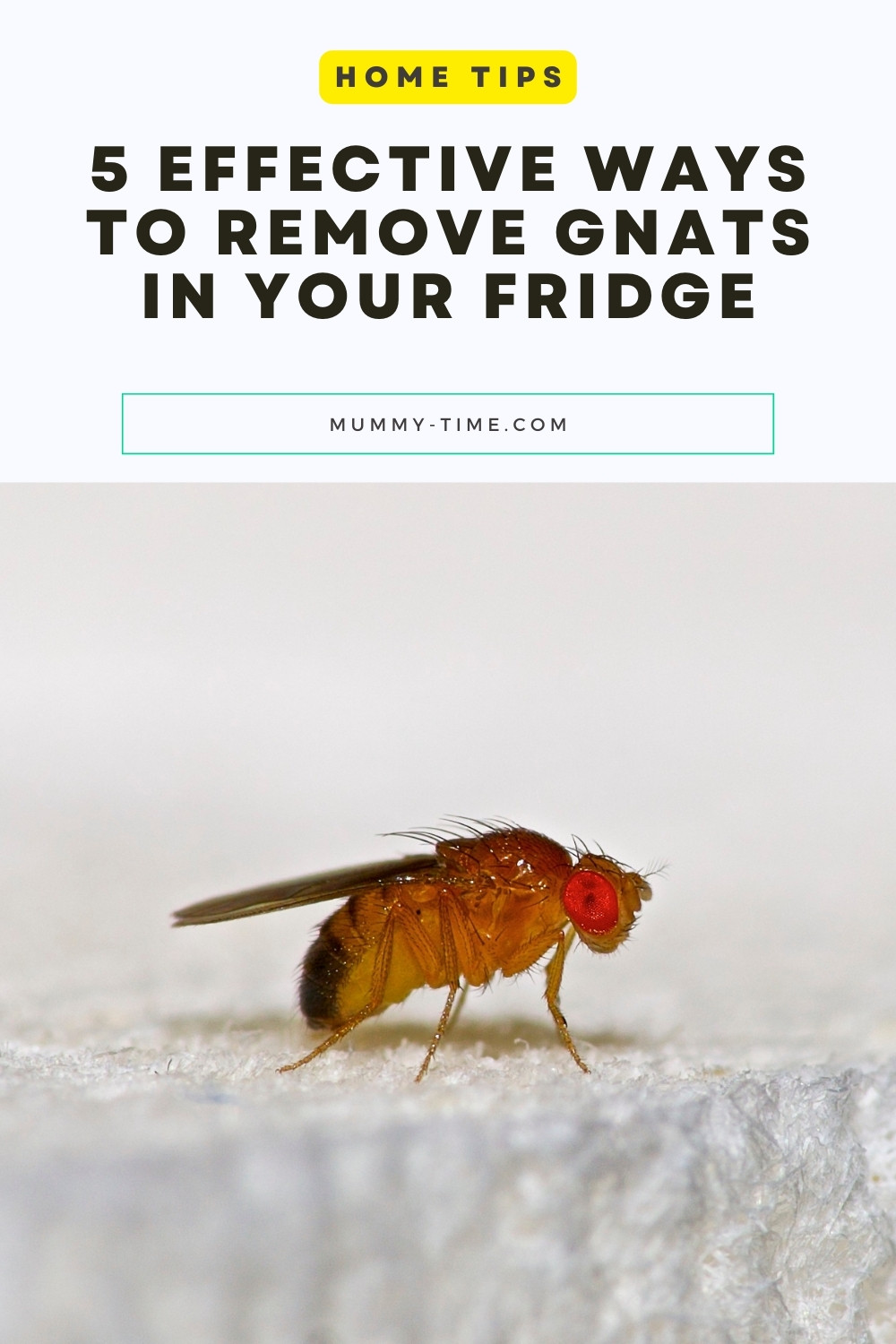 5 Effective Ways to Remove Gnats in Your Fridge