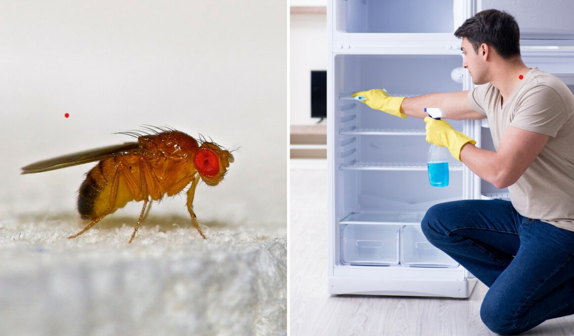 Effective Ways to Remove Gnats in Your Fridge