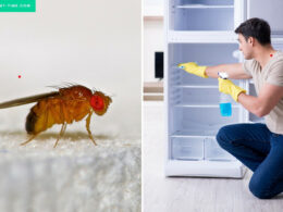 Effective Ways to Remove Gnats in Your Fridge