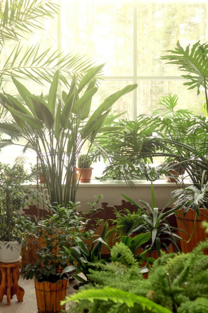 Defining Your Space with Plants