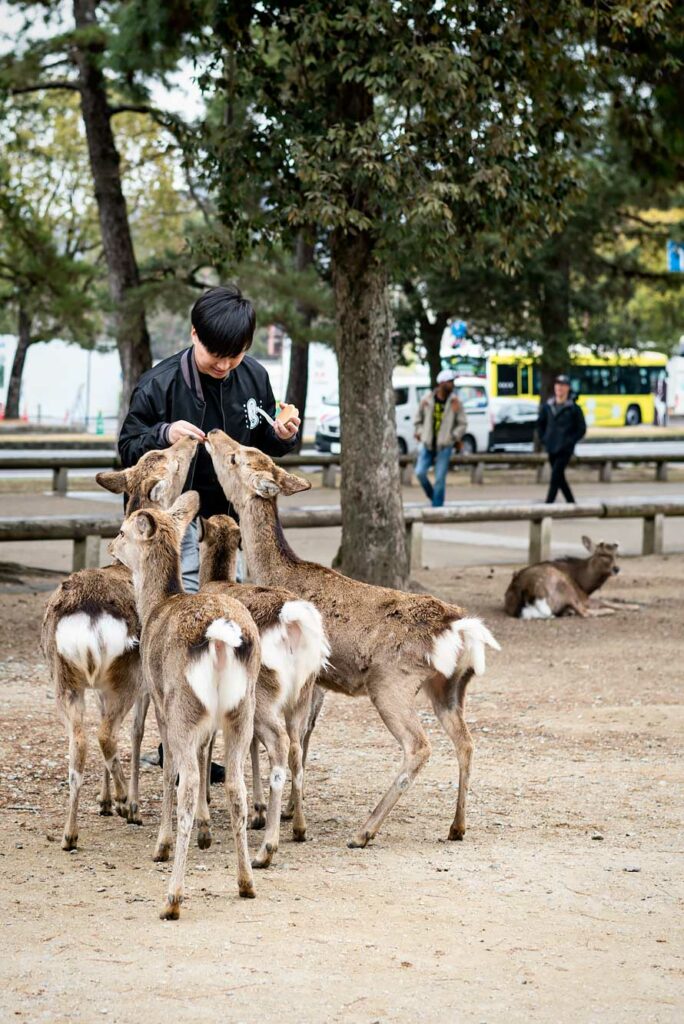 Feed the Deer at Nara Park