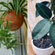 20 Houseplants That Thrive on Neglect