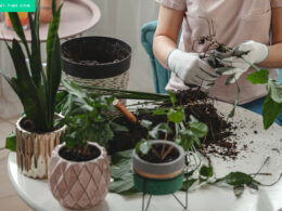 Tips for Keeping Your Houseplants Alive
