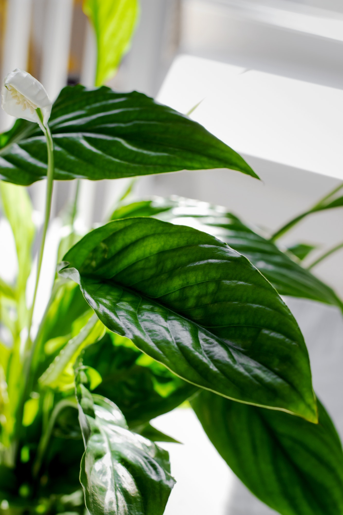 Peace Lily (Spathiphyllum spp.)